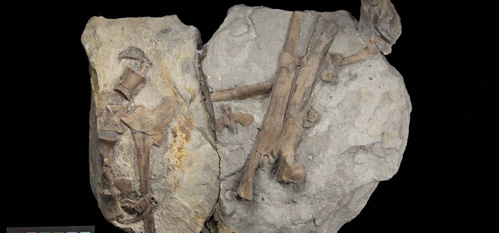 Fotografía facilitada por el Museo Nacional de Gales de un fósil del primer dinosaurio carnívoro del periodo Jurásico hallado en el sur de Gales, y que se expone desde hoy por primera vez en el Museo.