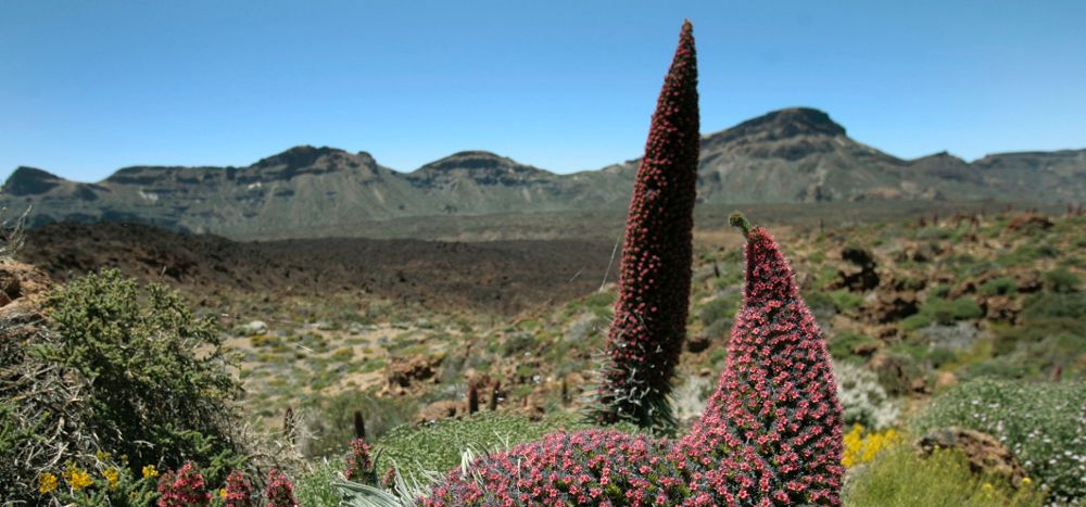 Los tajinastes rojos (Echiun wildpretti), endemismo del Parque nacional del Teide, luciendo su color rojo coral.