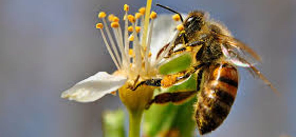 Las abejas no pueden orientarse para volver a su colmena a causa de la fuerte radiación electromagnética. Esta es la teoría de la desaparición de este insecto de Rubén García González.