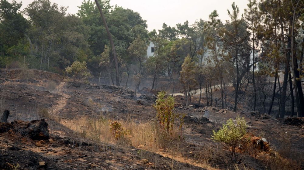 Zona quemada a las puertas de la población de Perales del Puerto por el incendio forestal declarado ayer en Acebo, en la Sierra de Gata. .