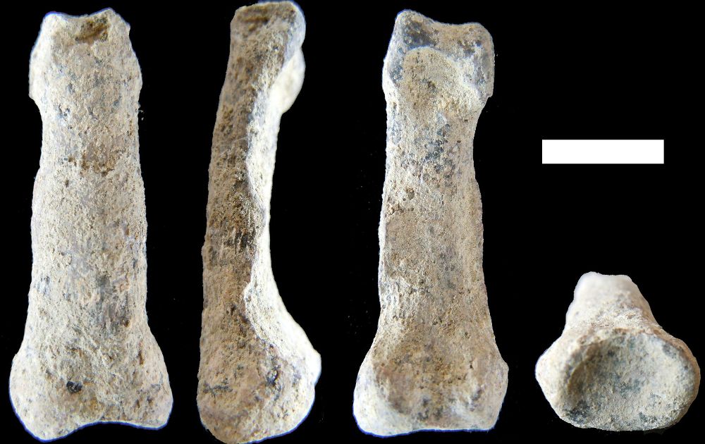 Fotografía facilitada por el Instituto de Evolución en África (Madrid) de los restos fósiles de la mano moderna -como la nuestra- más antigua de la que se tenía constancia.