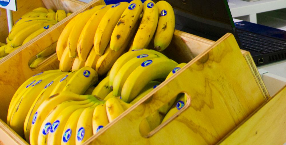 Manillas de plátanos de Canarias.