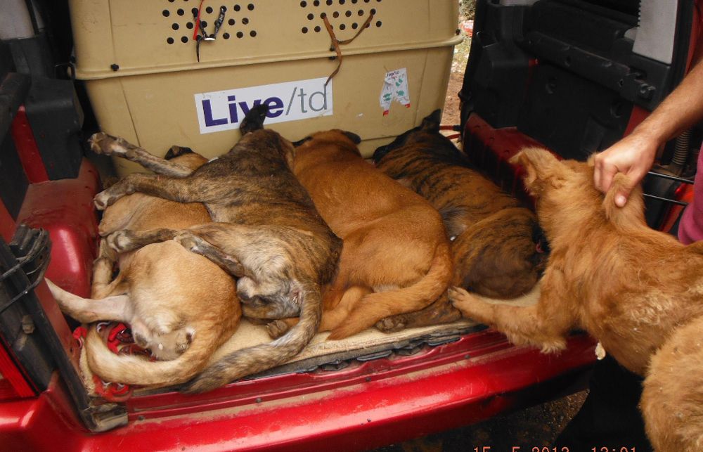 Imagen de archivo de una inacautación de perros.
