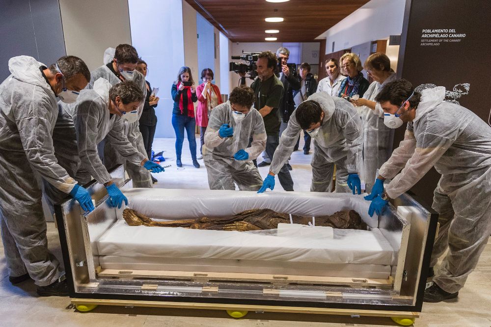 El Museo Arqueológico acoge desde hoy la momia guanche del Barranco de Herques, el mejor ejemplo de restos momificados de las culturas prehispánicas canarias y con el que el este museo abre un espacio sobre las poblaciones prehispánicas.