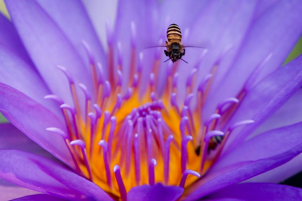 Una abeja de la miel recolecta polen.