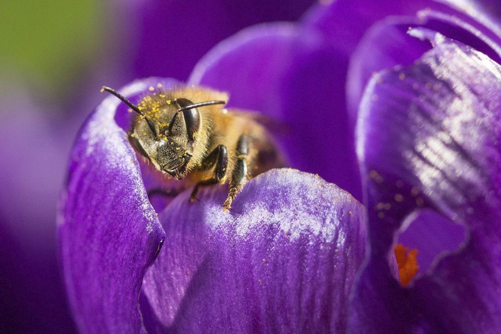 Una abeja recoge polen de una flor de azafrán.