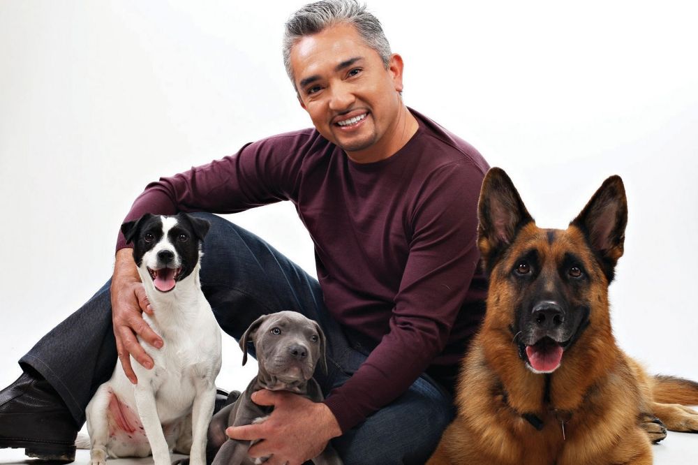 César Millán con sus perros en 2013.