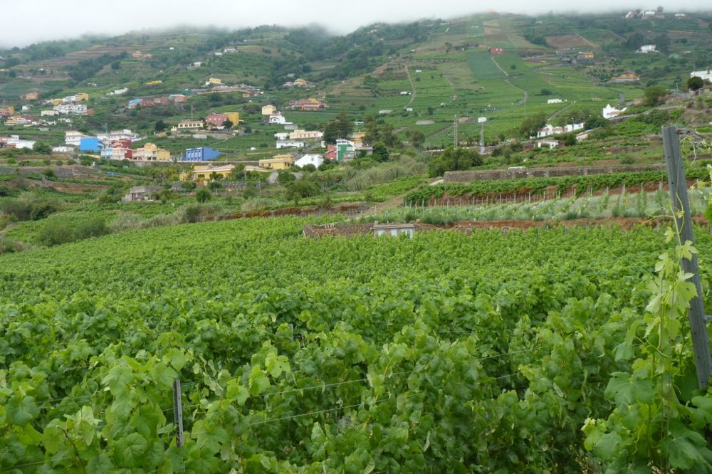 Los viticultores esperan seguridad jurídica respecto al uso de los viñedos en la nueva ley.