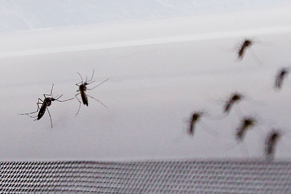 Fotografía de mosquito Aedes aegypti, transmisor del virus del Zika.
