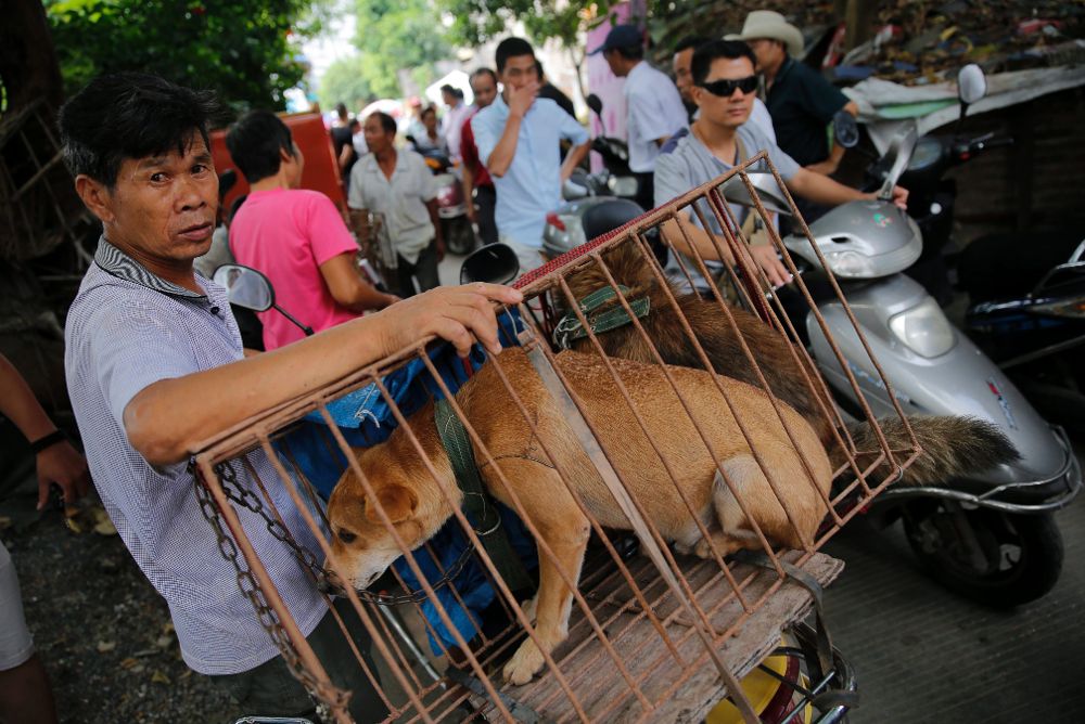 Un vendedor espera por compradores de perros en el mercado de Yulin.