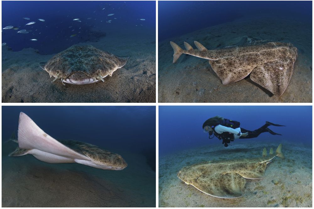 Fotografías facilitadas por el club de buceo Oceanos de Fuego, de un tiburón ángel en Lanzarote.
