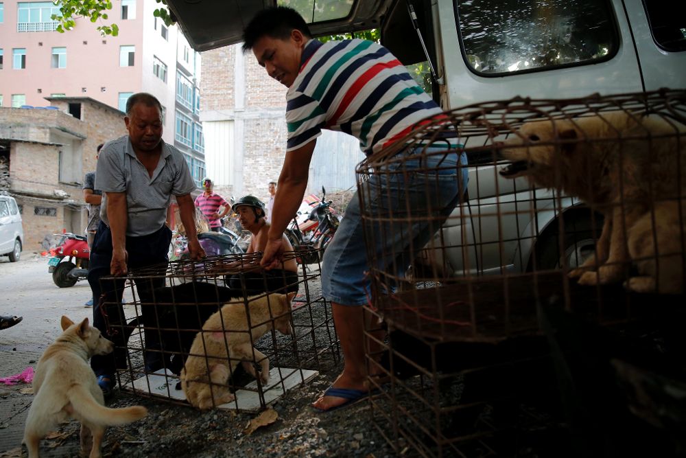 Unos vendedores cargan a varios perros metidos en jaulas en un mercado de la ciudad de Yulin, provincia Guangxi, China.