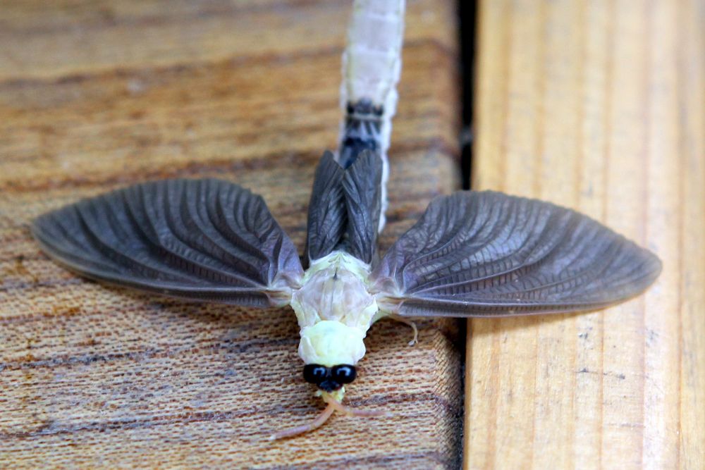 Fotografía donde se ve un insecto Tisza mayfly (Palingenia longicauda).