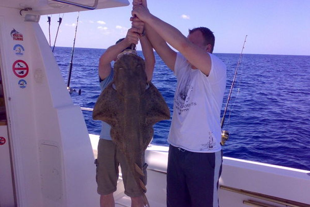 Pesca ilegal de tiburones y rayas.