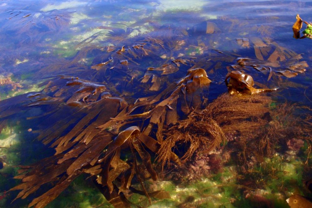 Comunidad de algas laminarias en las costas atlánticas.