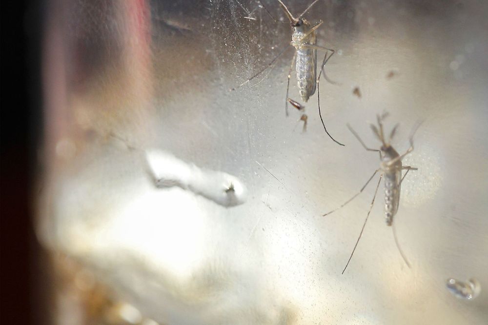 Fotografía del 7 de febrero de 2016 de mosquitos Aedes aegypti.