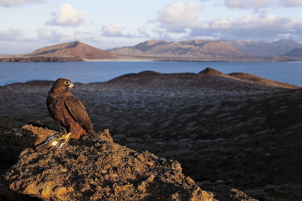 Un halcón de Eleonora otea el horizonte desde el islote de Montaña Clara, en el Parque Natural del Archipiélago Chinijo (Canarias).