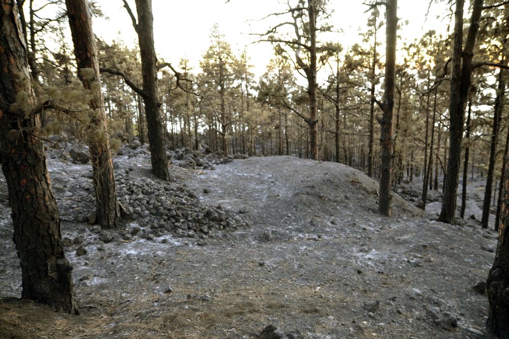 Aspecto que presenta el Parque Natural de Cumbre Vieja por los efectos del incendio forestal.