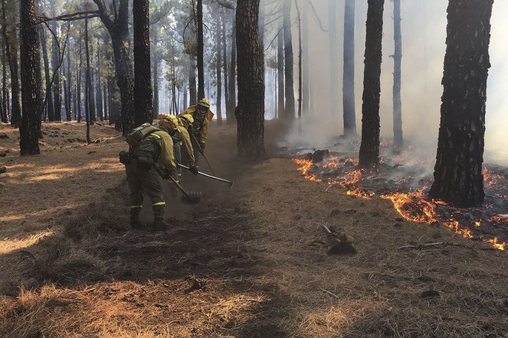 Brigadas forestales que intentaban apagar el reciente fuego de La Palma en una zona donde se observa que el suelo está cubierto de pinillo o pinocha.