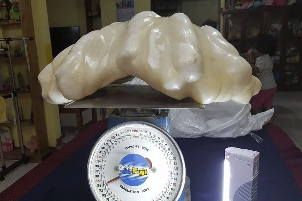 La supuesta perla de 34 kilos en Puerto Princesa, Filipinas, que espera convertirse en la más grande del mundo. 