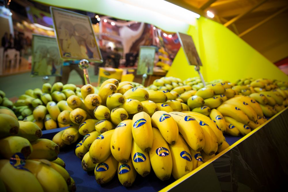 Plátanos de Canarias listos para embalar.