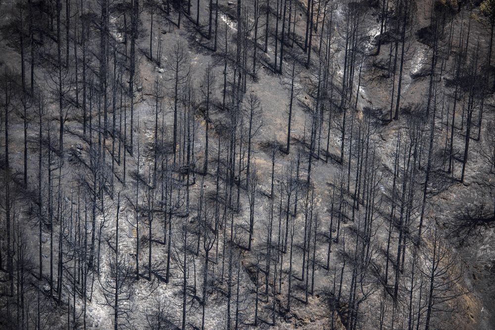 Fotografía facilitada por el Gobierno de Canarias sobre los daños provocados por el incendio forestal.