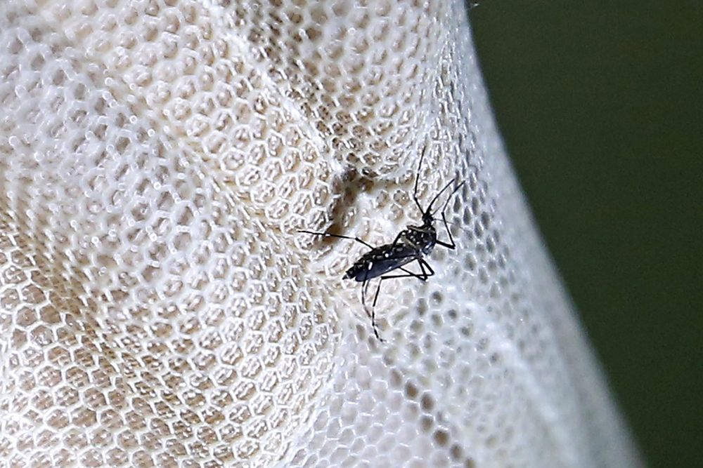 Vista del mosquito Aedes aegypti posado en una malla antimosquitos en una casa de Rangún (Birmania) el 28 de octubre de 2016. 