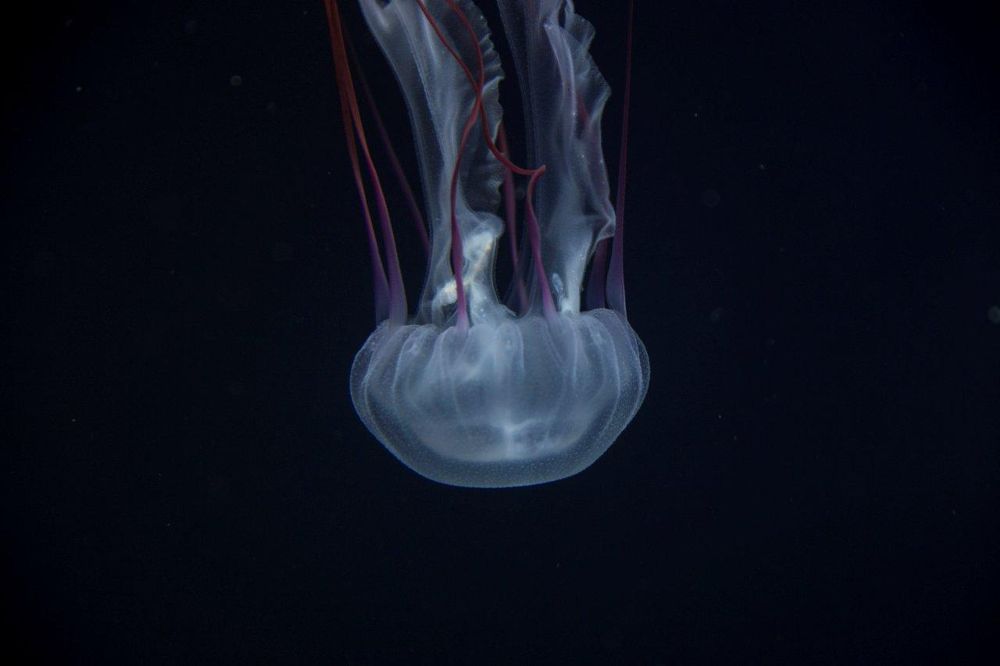 La medusa 'Chrysaora colorata'.