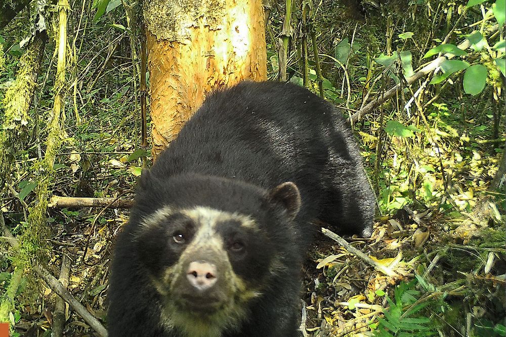 El oso de anteojos captado en el Parque Nacional del Río Abiseo, en la región amazónica de San Martín (Perú). 