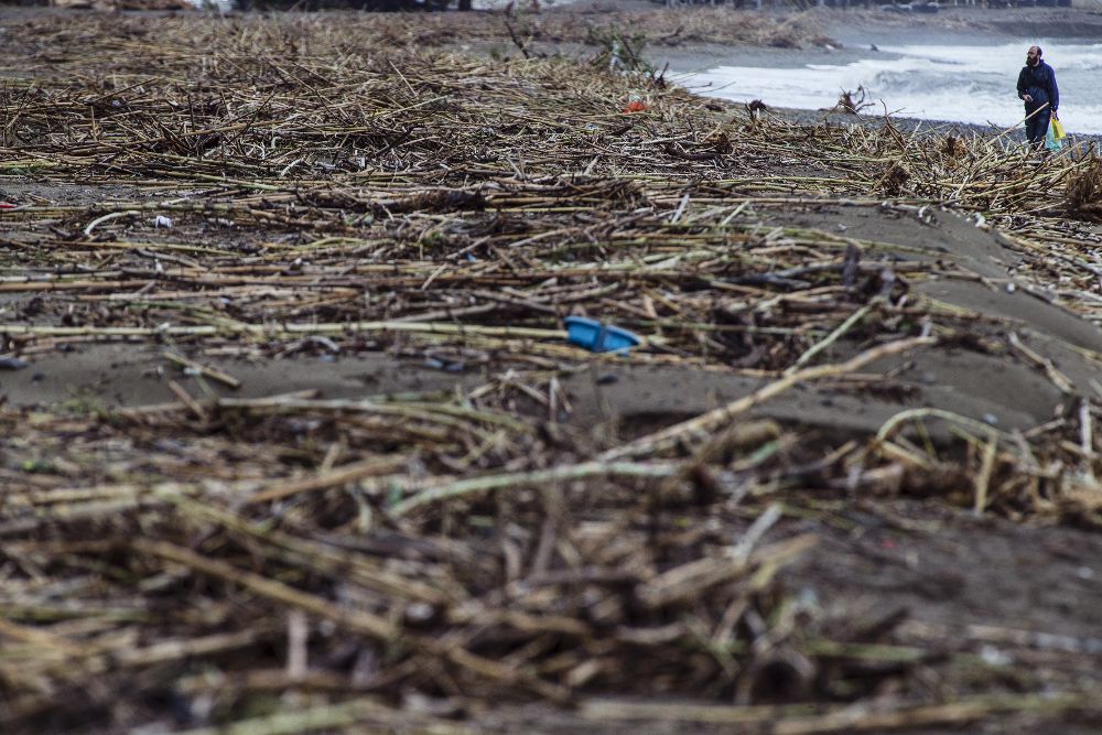 Un hombre observa los desechos de cañizal que abarrota la playa de Estepona.