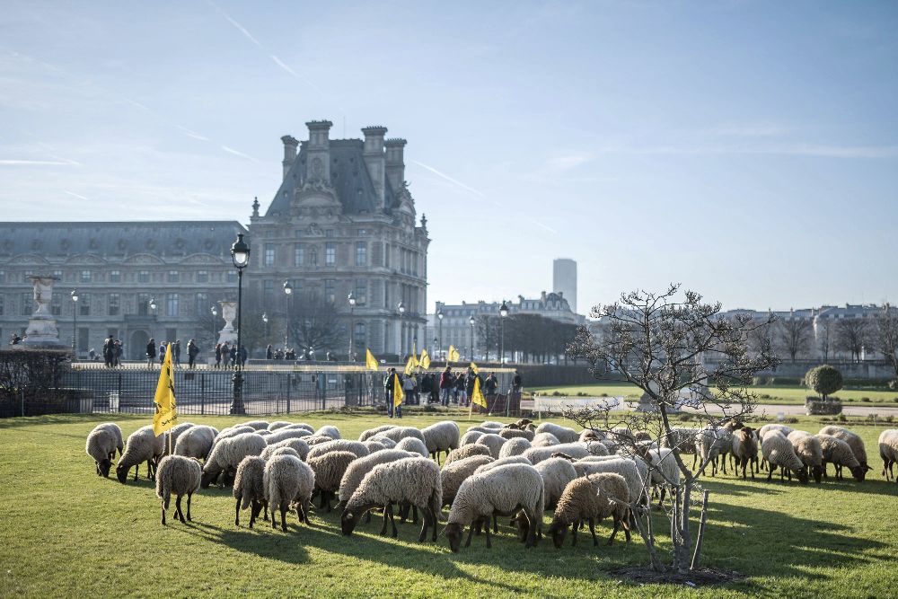 Varias ovejas pastan en Las Tullerías, cerca del museo del Louvre.