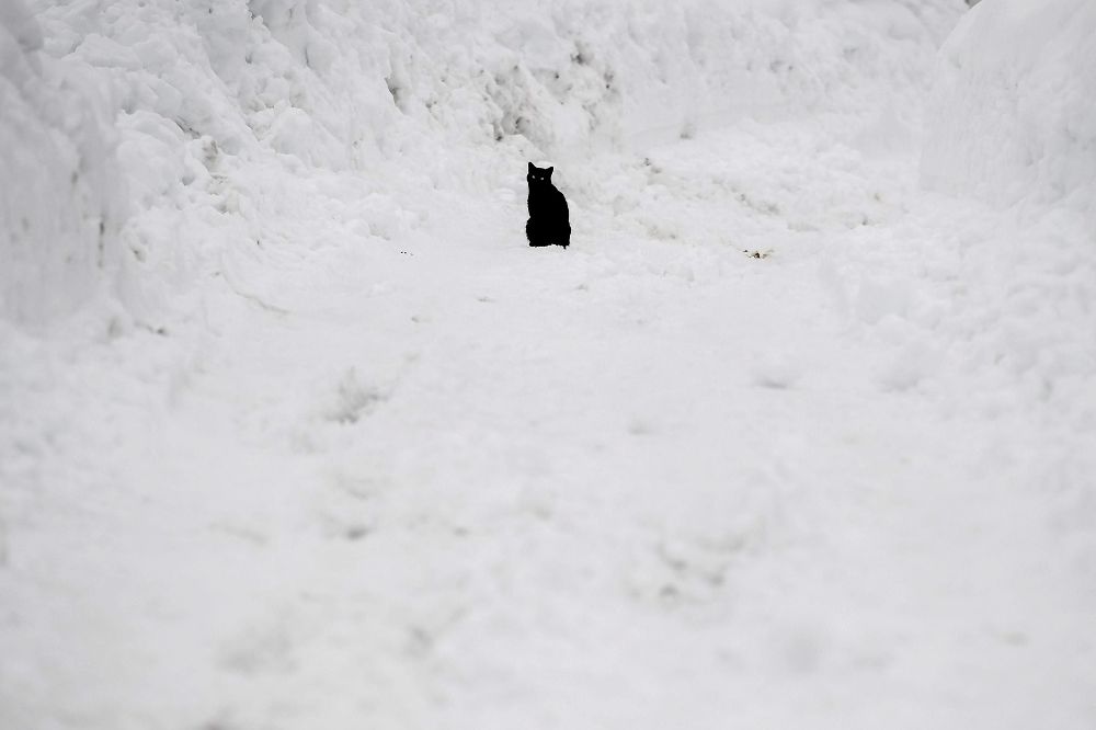 Un gato descansa en la nieve.