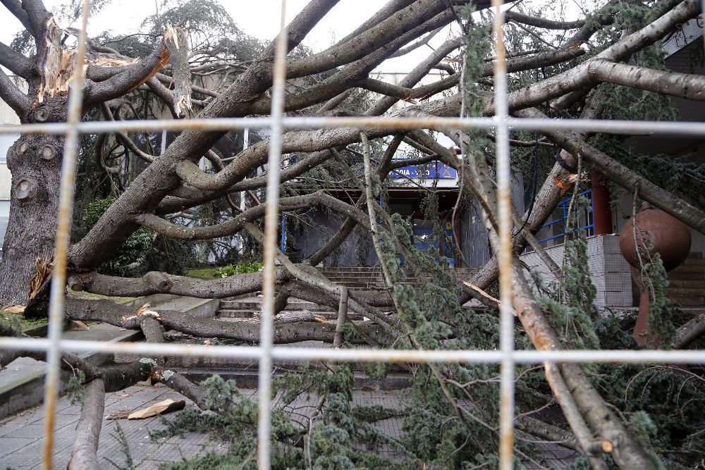 Un pino de grandes dimensiones ha caído en la calle Bayona de Vigo.