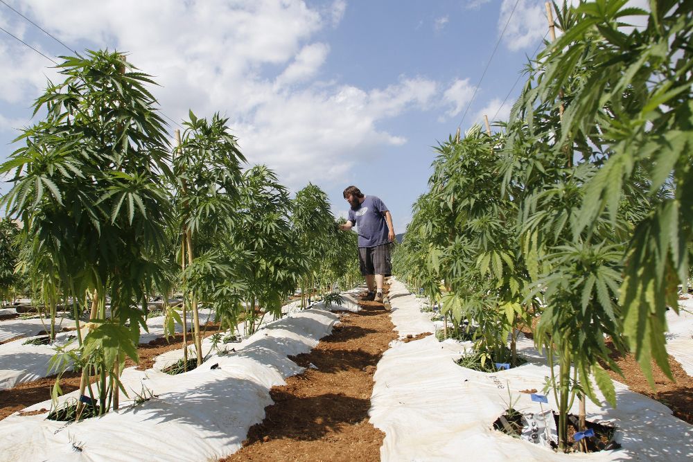 Plantación de cannabis.