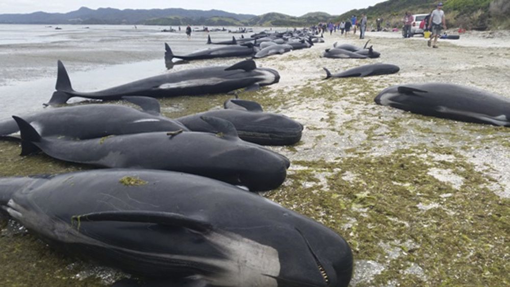 Imagen facilitada por el Departamento de Conservación de Nueva Zelanda de docenas de ballenas varadas en una playa de Farewell Spit, en la Bahía Dorada de Nueva Zelanda, hoy, 10 de febrero.