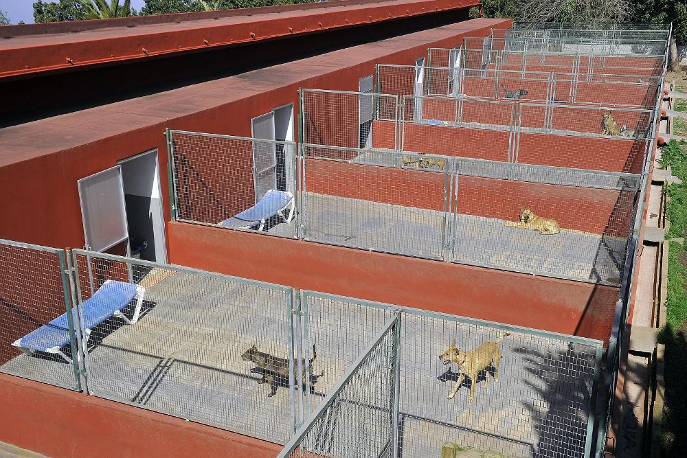 El refugio de Adepac, en la zona alta de Ravelo (El Sauzal), atiende a una media de 500 perros.