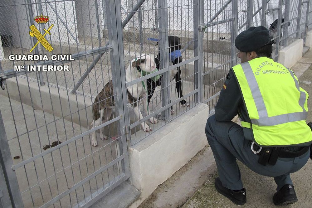 En la imagen, dos de los perros causantes del ataque custodiados en un centro de acogida.