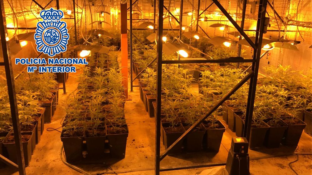 Una de las plantaciones de marihuana descubiertas por la Policía. En total había 800 plantas.El Día