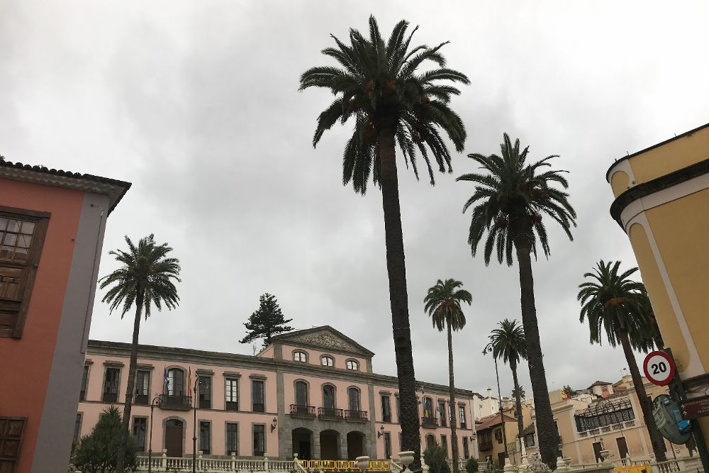 Las palmeras de la plaza del Ayuntamiento de La Orotava.
