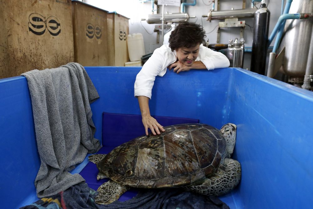 La veterinaria Nantarika Chansue cuida de la tortuga verde (Chelonia mydas) llamada "Om Sin" un día después de que tuviese que ser intervenida.