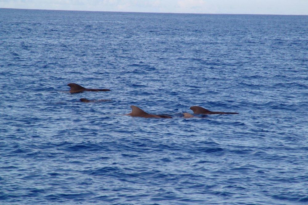 Ballenas piloto o calderones en aguas de Tenerife, una especie a proteger de la contaminación y la acción humana.