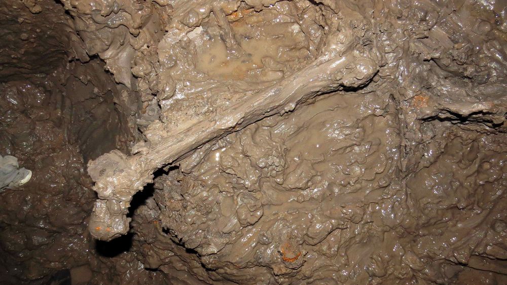 Fotografía facilitada por el Cabildo de Gran Canaria de uno de los huesos hallados a 34 metros de profundidad.