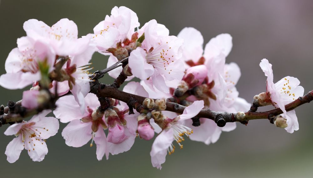 Almendros en flor ante la llegada de la primavera.