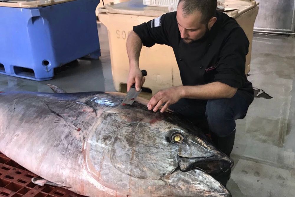 El patudo, o atún rojo, es despiezado según la antigua técnica conocida como ronqueo..