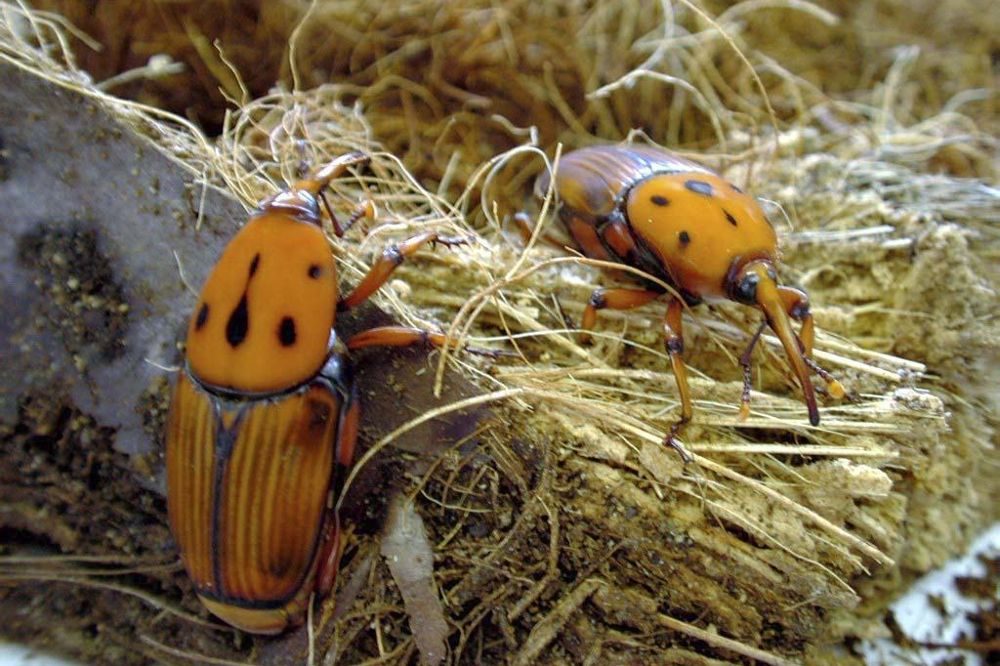 Imagen de dos picudos rojos, unos pequeños escarabajos originarios del Sudeste Asiático que amenazan actualmente a unas 40 especies de palmeras.