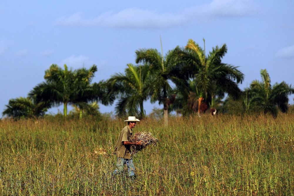 Un campesino cosecha fríjoles en una parcela Pinar del Río (Cuba).