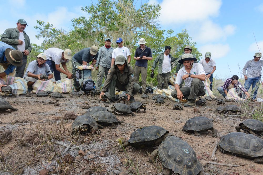 Un total de 190 tortugas gigantes criadas en cautiverio en el archipiélago de Galápagos fueron liberadas como culminación de un proceso de repoblación de esta especie, informó el Parque Nacional Galápagos hoy, jueves 20 de abril de 2017.