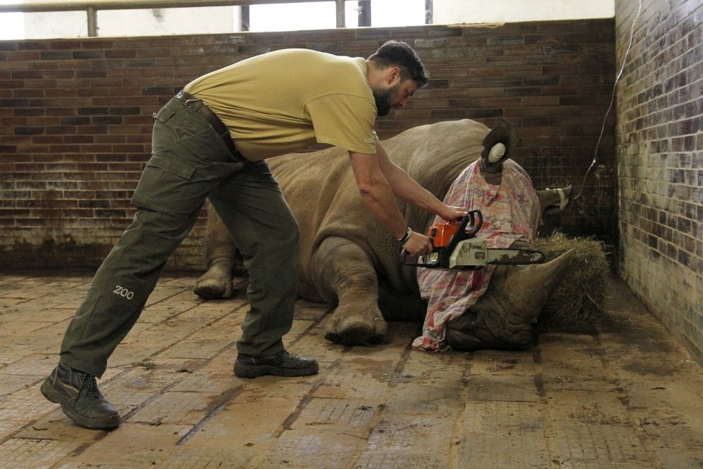 Fotografía cedida por el parque zoológico de Dvur Kralove que muestra a un miembro del personal cortando el cuerno de un rinoceronte blanco sureño después de que furtivos mataran un ejemplar en un zoo de París para hacerse con esa defensa natural.