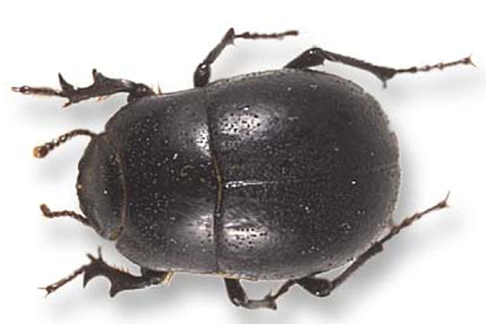 "Arthroides obesus gomerensis" es el nombre científico de este escarabajo.