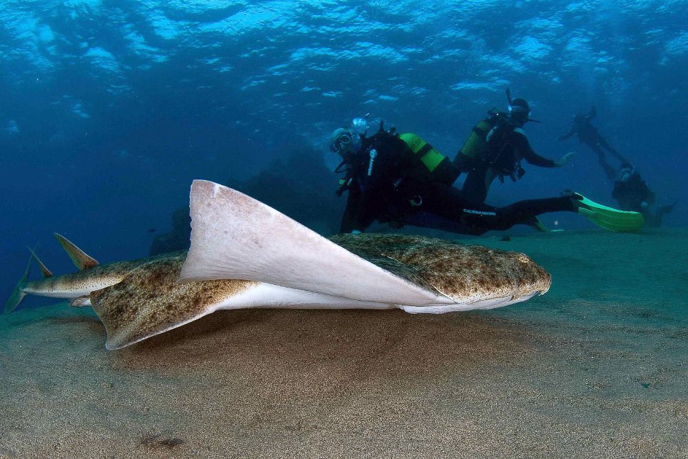 Fotografía facilitada por la Universidad de Las Palmas de Gran Canaria, de un ejemplar de tiburón angelote.